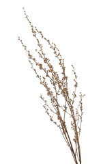 Dry autumn grass flowers isolated on white background with clipping path