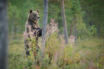 Brown bear standing tall