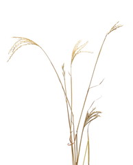 Fototapeta premium Dry autumn grass flowers isolated on white background with clipping path