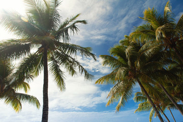 Fototapeta na wymiar Palmen und blauer Himmel