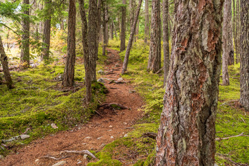 View at Mountain Trail in British Columbia, Canada. Mountains Background.