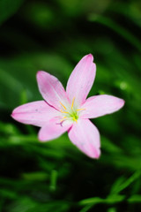 Blossom Zephyranthes Lily, Rain Lily, Fairy Lily, Little Witches flowers is wildflowers in tropical forest