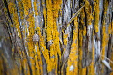 stink bug on lichen covered cedar bark in calvert county southern maryland usa