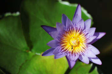 Bees in lotus purple flower. Blooming Water lily ( Nymphaea stellata Willd ) float in tranquil river garden. © cocorattanakorn