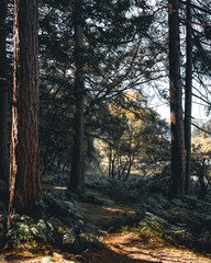 The Glendalough forrests are absolutely stunning with a spooky feeling. This photo really looks like a fairy tale for me.