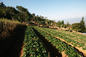 Fototapeta na wymiar Strawberry Mountain Farm on slope and step with sunrise on hill in Thailand