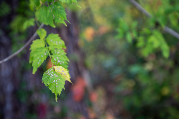 trumpet vine leaves with autumn colors in background southern maryland calvert county usa