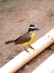 bird