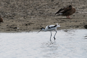 Säbelschnäbler auf Futtersuche