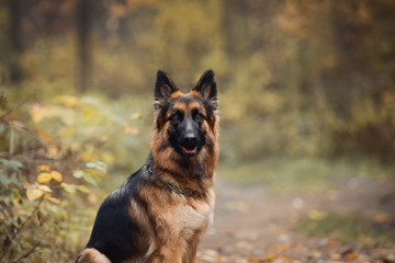portrait of beautiful young long haired female german shepherd dog sitting on the road in daytime in autumn