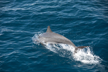 Indo-Pacific bottlenose dolphin (Maldives, Tursiops aduncus)