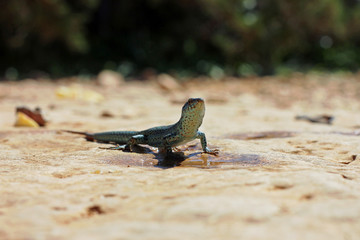 One dark green lizard in front of a puddle close up