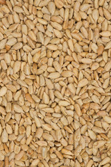 Healthy salted sunflower seeds background