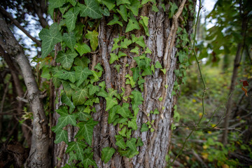 english ivy growing on tree bark southern maryland along patuxent river calvert county maryland along the patuxent river