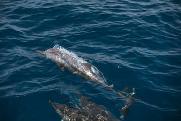 Indo-Pacific bottlenose dolphin (Maldives, Tursiops aduncus)