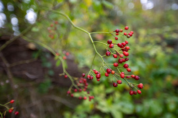 wild red berries southern maryland patuxent river wetlands calvert county maryland usa - obrazy, fototapety, plakaty