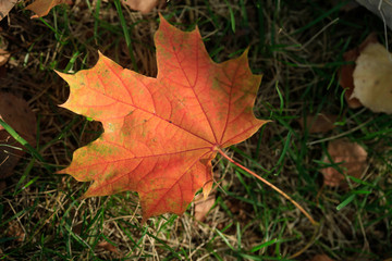 colorful autumn leaves in town