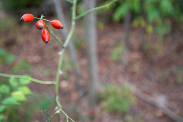 wild rose hips southern maryland patuxent river wetlands along the patuxent river in calvert county maryland - obrazy, fototapety, plakaty