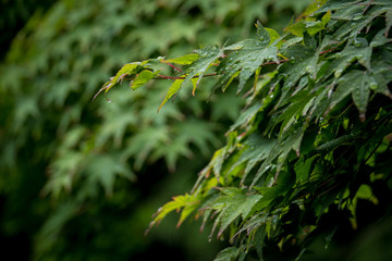  Maple on a rainy day