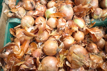 different autumn onions harvest in a box