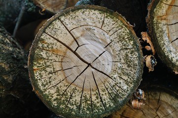 sawed wood stacked in one place