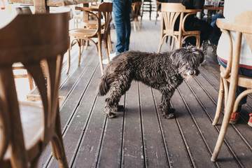 Lonely stray dog waits for food in a pet-friendly cafe in the city center. Hungry stray dog tries...