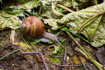Snail on the fallen leaves - 295903584