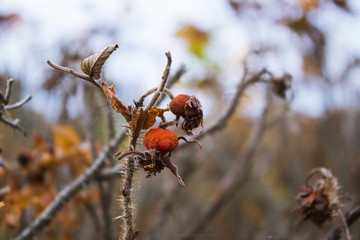Dry orange rosehip berries on the bush - 295903704