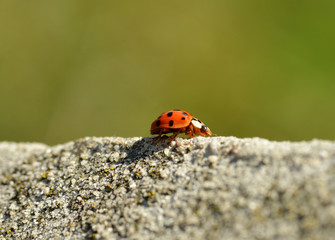 Ladybird balancing on a stone close up