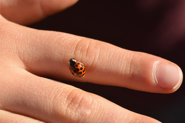 Closeup of an ladybird insect is sitting on a childs finger