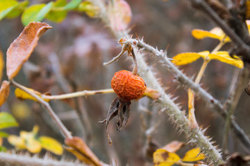 Dry orange rosehip berry on the bush - 295903737