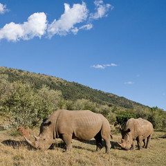 Fototapeta premium White Rhinoceros