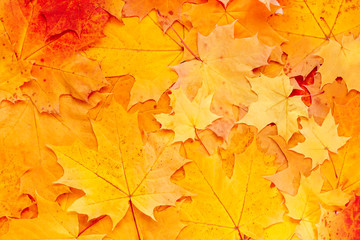 Autumn leaves background. Colorful maple leaf texture. Yellow and orange foliage, nature backdrop
