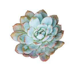 Miniature succulent plants (succulent cactus) isolated on white