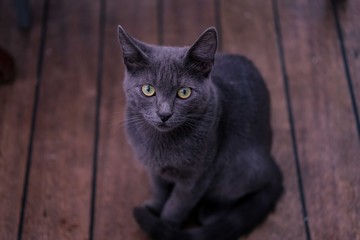 Young cute cat resting on wooden floor.