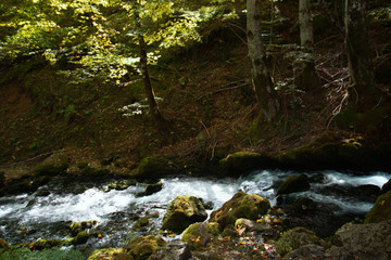 Mountain summer landscape. Canyon in Montenegro.	