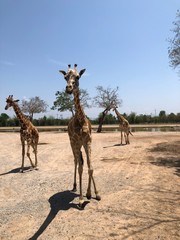 giraffe in africa