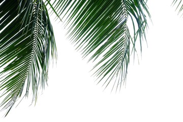 Coconut leaves with branches on white isolated background for green foliage backdrop 