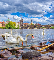 Fototapeta premium A view of Old Town Prague and the Charles Bridge across the Vltava River filled with swans in Prague, Czech Republic.