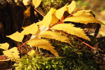 Yellow rowan leaf on moss on a stump in the sun...