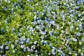 Blue sky and Nemophila menziesii (baby blue eyes flower), flower field at Hitachi Seaside park, Spring, Ibaraki, Japan 