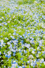 Blue sky and Nemophila menziesii (baby blue eyes flower), flower field at Hitachi Seaside park, Spring, Ibaraki, Japan 