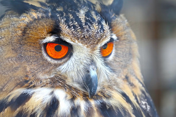 Vintage photo of owl