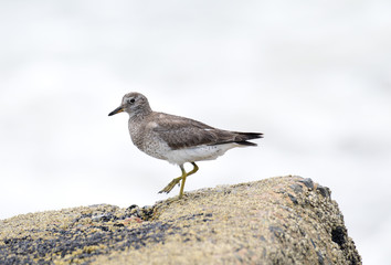 Surfbird (Calidris virgata)