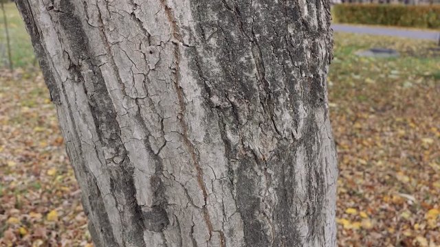 smooth camera movement from bottom to top on one tree.