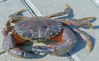 big beautiful sea crab