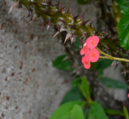 Rose several flowers in full bloom, red-orange hues, summer, the plant in the garden is lit by the sun, nature, natural, against the background of green foliage, - Imagem
