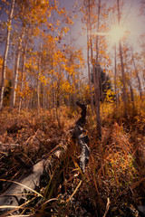 Aspens in the La Paz Mountains