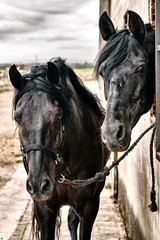 Fototapeta premium Beautiful horses, animals, pasture, stables