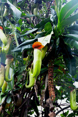 Pitcher plant - Nepenthes is a genus of carnivorous plants, also known as tropical pitcher plants
